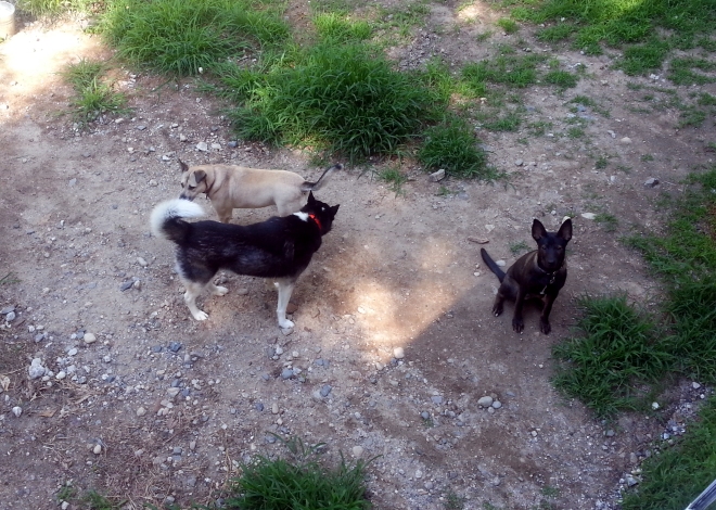 Layla, Topher and Remy in the kennel 792014